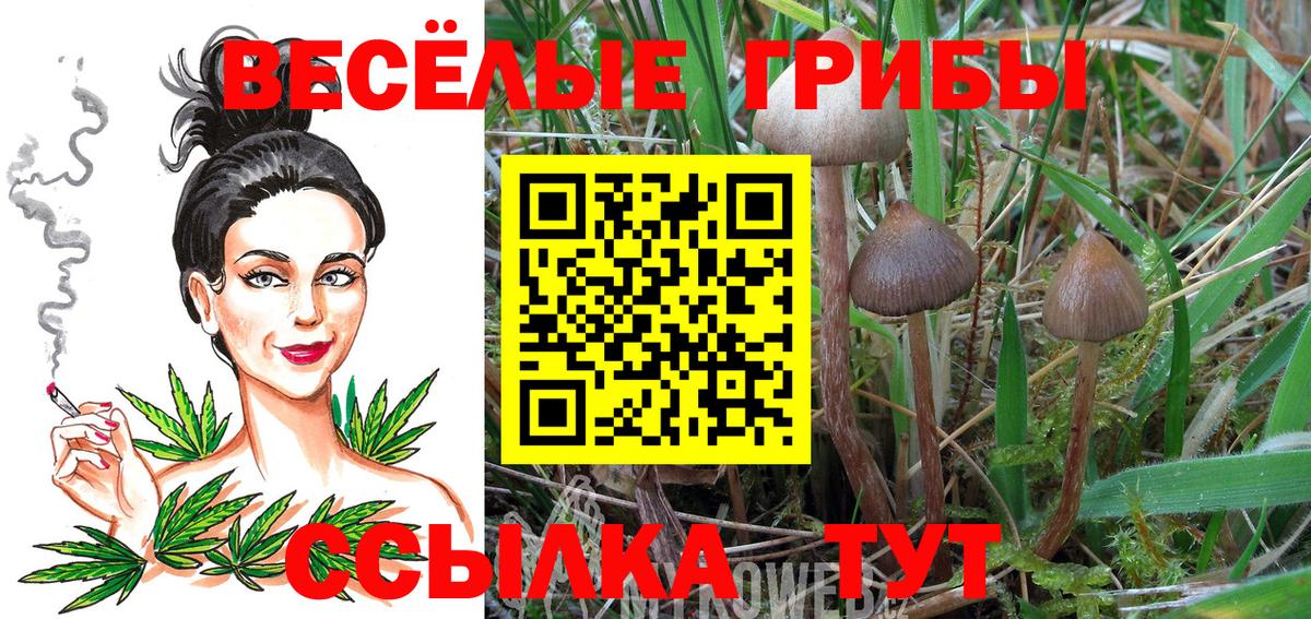 Псилоцибиновые грибы прущие грибы Томск